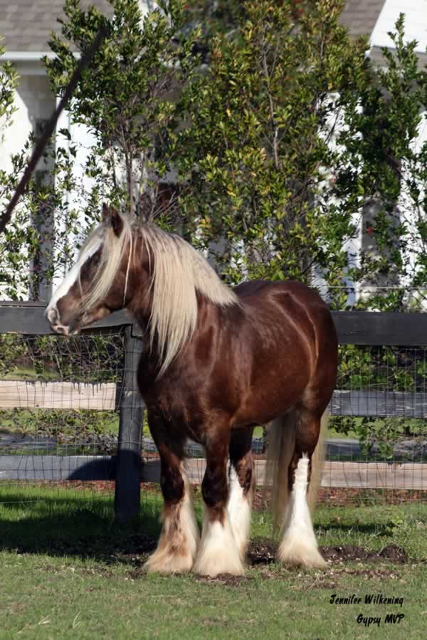 Gypsy Vanner Horses for Sale | Stallion | Chocolate Palomino | Charisma